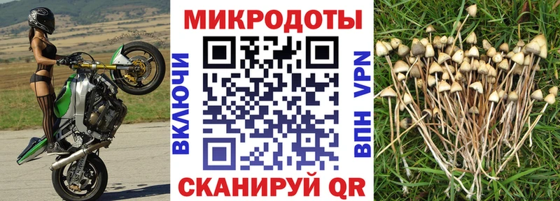 Купить где  Озёрск  Псилоцибиновые грибы Psilocybe 